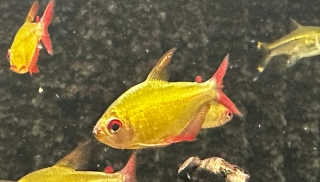 Hyphessobrycon sp. `MUZEL RED CHERRY`